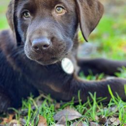 Labrador Retriever Puppies from Green Acres Labradors