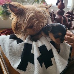 Yorkshire Terrier Puppies from Kim Hoang's Yorkies