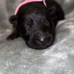 Pink color - Bi-color female German Shepherd puppy in Marion, Ohio from Legacy K9’s