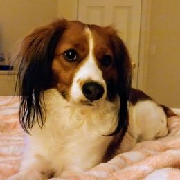 Senna - Nederlandse Kooikerhondje