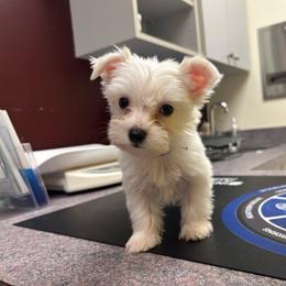 Blue -  Akc - Parti male Yorkshire Terrier puppy in Cleveland, Tennessee from Small Paws Yorkies