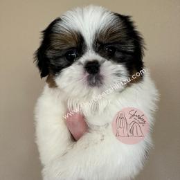 Shih Tzu Puppies from Shurbeez Shih Tzu