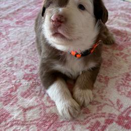 Orange - Red tri-color male Australian Shepherd puppy in Fontana, California from J.O Family Aussies