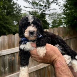 Charlie - Black and white male Bernedoodle puppy in Holt, Missouri from Mindys Doodles