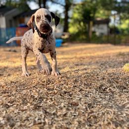 Mint(LUA) - White and liver brown male Dalmatian puppy in Wilson, North Carolina from New Horizonz Dalmatians