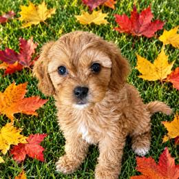 Kip - Apricot male Cavapoo puppy in St. Louis, Missouri from Sweet Snuggles Cavapoos