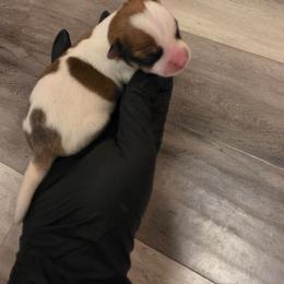 Milo - Sable spotted white male Chihuahua puppy in Camden, New Jersey from Maldonado Pet Life Breeder LLC.