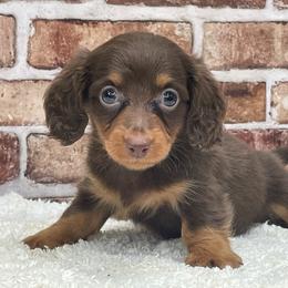 Penny - Chocolate and tan female Dachshund puppy in Industry, Illinois from KDKs Kennels