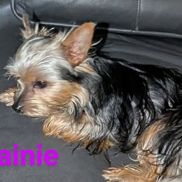 Shih Tzus and Yorkshire Terriers from Ali Paws Acres