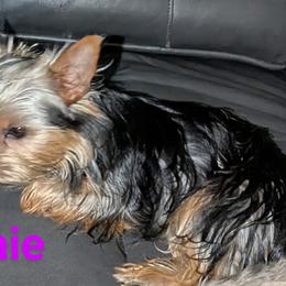 Shih Tzus and Yorkshire Terriers from Ali Paws Acres