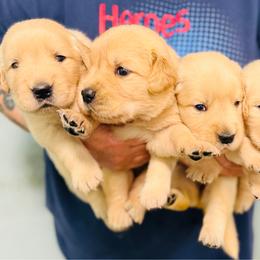 Margo - Golden female Golden Retriever puppy in Saint Pauls, North Carolina from Copperfield’s Goldens