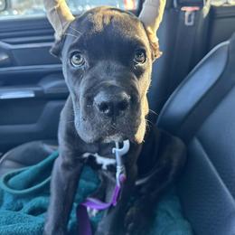 Khan - Black male Cane Corso puppy in Choctaw, Oklahoma from Emerald Cane Corso