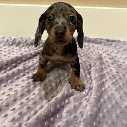 Silver - Dapple female Dachshund puppy in Mount Carmel, Tennessee from HS Goldens