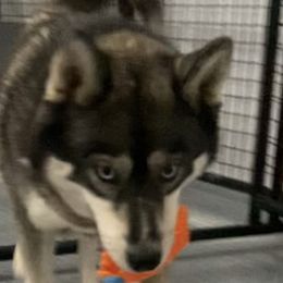 Spirit - Siberian Husky