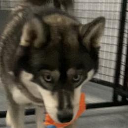 Spirit - Siberian Husky