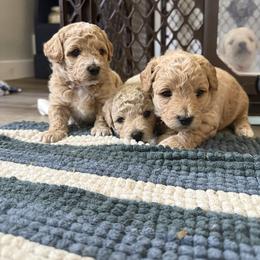 Buck - Apricot male Poodle puppy in Beeville, Texas from Casa de Curls