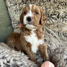 Finn - Red  male Goldendoodle puppy in Placerville, California from New Dawn Poodles and Doodles