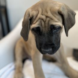 Mastiff Puppies from MLJ Mastiffs Florida