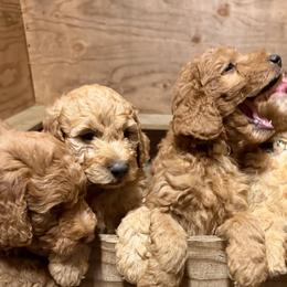 Goldendoodles and Labradoodles from California Double Doodles