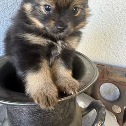 Pip - Black and tan parti male Pomeranian puppy in Costa Mesa, California from Wheresmil0