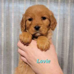 Lovey - Dark golden female Golden Retriever puppy in Scurry, Texas from 07 Seven Oaks Goldens and Doodles