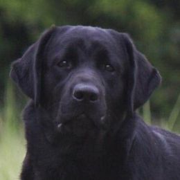 Inara - Labrador Retriever