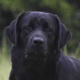 Inara - Labrador Retriever