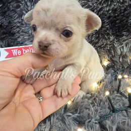 Fox - Merle male Chihuahua puppy in Bowdon, Georgia from Paschal's Pups