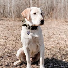 Labrador Retrievers from K4 Kennels- British Labs