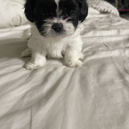 Shihpoo Puppies from The Sassy Shihpoos