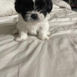 Shihpoo Puppies from The Sassy Shihpoos