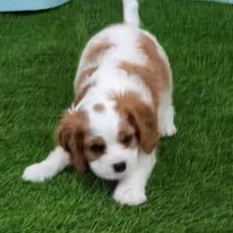 Cavalier King Charles Spaniel Puppies from Austin Cavaliers
