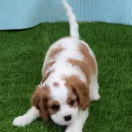 Cavalier King Charles Spaniel Puppies from Austin Cavaliers