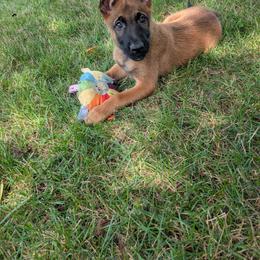 Boy 7 - Mahogany male Belgian Malinois puppy in Paynes Corner, Virginia from Von-Zito Belgian Malinois