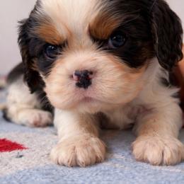 Domino - Tri-color male Cavalier King Charles Spaniel puppy in Greensboro, North Carolina from Hyde Park Cavaliers