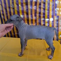 Argon - Black male American Hairless Terrier puppy in Claremont, New Hampshire from Melanie Bell
