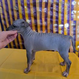 Argon - Black male American Hairless Terrier puppy in Claremont, New Hampshire from Melanie Bell