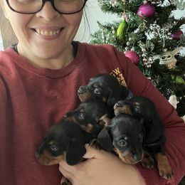 Dachshund Puppies from Phillian Family Mini Dachshunds