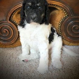 Poodle and Saint Berdoodle Puppies from UBER Poodles & Doodles