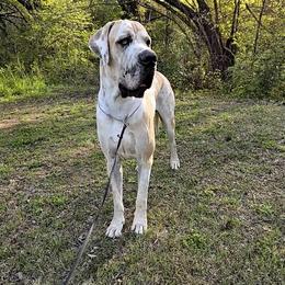 Liam - Great Dane