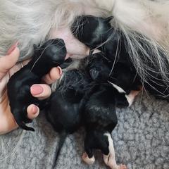 Havana Silk Dog Puppies from Joyful Heart Silks