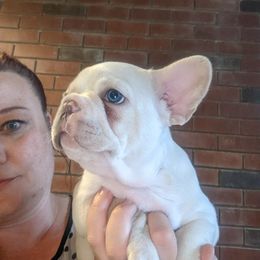 French Bulldog Puppies from Mon Chien Frenchies