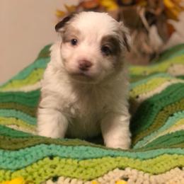 Australian Shepherd and Toy Australian Shepherd Puppies from Dogs B4 Dudes Aussies