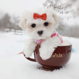 Companion Cross, Havanese, Mal-Shi, Maltese, Maltipoo, Morkie, and Shih Tzu Puppies from Seeking Shalom Acres Maltese, Maltipoos & Havamalts