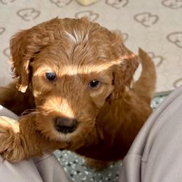 Cappuccino (boy, Red collar) - Red  male Goldendoodle puppy in Guntersville, Alabama from Carefree Goldendoodles