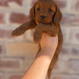 Ginger - Red female Cavapoo puppy in Roseville, California from Lipscomb Doodles