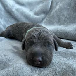 Leilani - Blue and rust female Doberman Pinscher puppy in Brookfield, Wisconsin from Haus of Hound