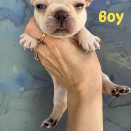 Yellow collar - Cream male French Bulldog puppy in Port Charlotte, Florida from Cloud Nine Ranch Bullies