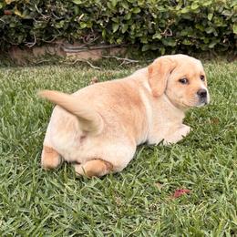 Blossom - Yellow female Labrador Retriever puppy in Mission Viejo, California from Loving Puppy House