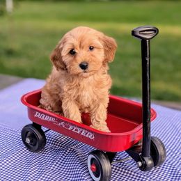 Jackie Stiles - female Bernedoodle puppy in Sparta, Missouri from Sis' Doodles & Poodles